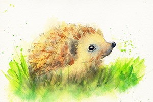 Cute little hedgehog baby by Karen Kaspar