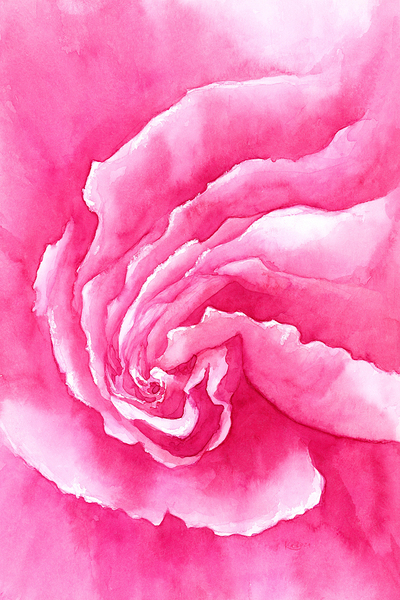Pink Rose close up watercolor painting  Print