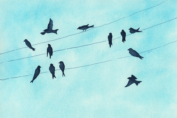Gathering of swallows Print