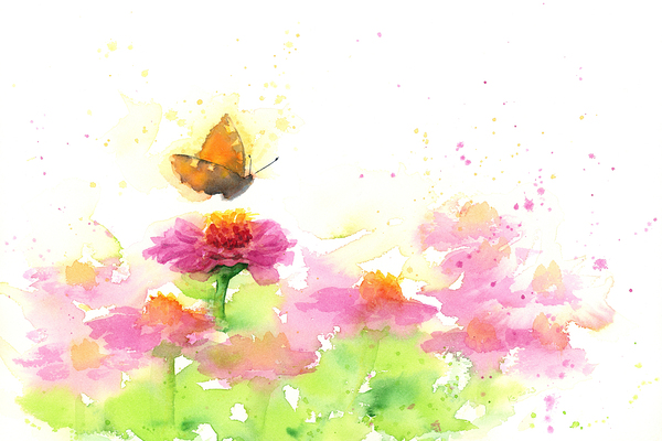 Butterfly and pink Zinnias watercolor painting Print