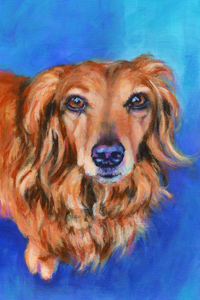 Long haired dachshund portrait acrylic painting Print