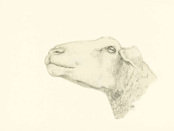 Pensive sheep Pencil drawing Print