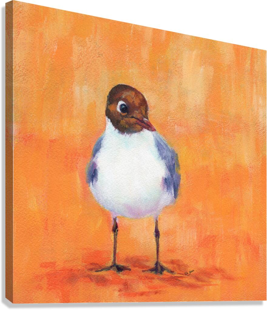 Black headed gull at the sandy beach Canvas Print