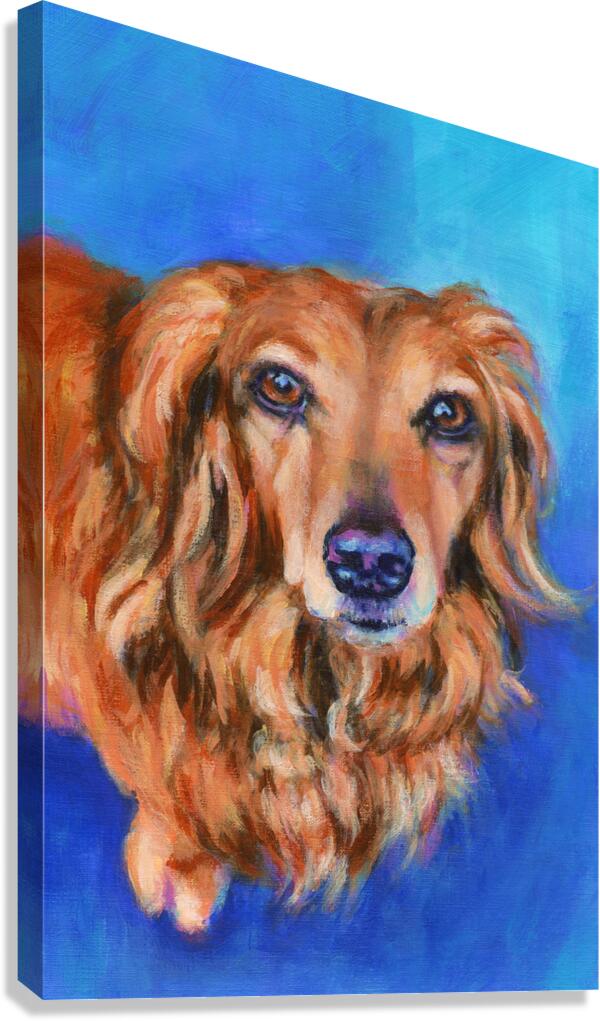 Long haired dachshund portrait acrylic painting Canvas Print