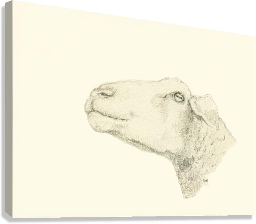 Pensive sheep Pencil drawing Canvas Print