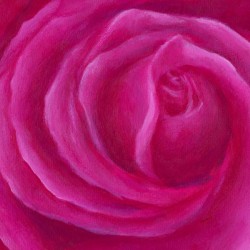 Pink rose spiral