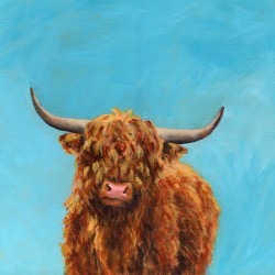 Curly highland cow
