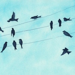 Gathering of swallows