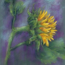 Single sunflower soft pastels painting
