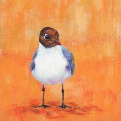 Black headed gull at the sandy beach