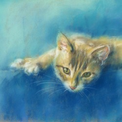 Cute little tabby cat