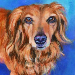 Long haired dachshund portrait acrylic painting