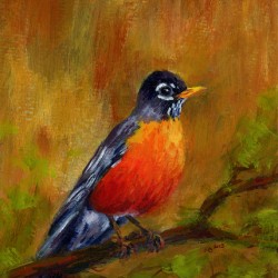 North American Robin portrait