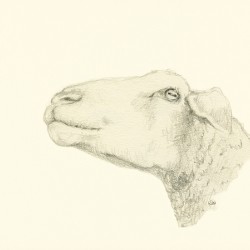 Pensive sheep Pencil drawing