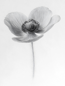 Sketch of a Poppy in Black and White