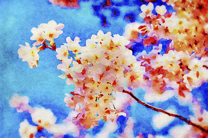 Cherry Blossom against a Bright Blue Sky Watercolour