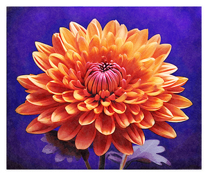 Orange chrysanthemum flower on purple background