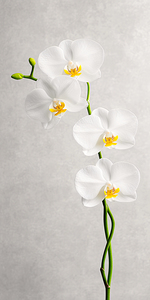 Orchid on Grey