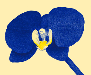 Deep Blue Orchid