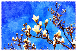  Magnolia Blossom against a Deep Blue Sky
