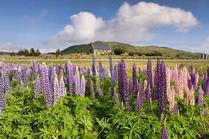 Lupins and Church of the Good Shepherd Tekapo New Zealand