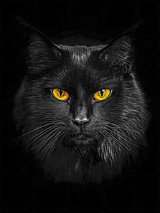Black Cat with Yellow Eyes Portrait