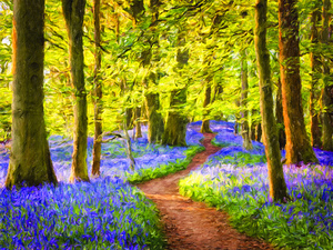 Bluebell Wood