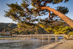 Leaning Pine Tree Arashiyama Kyoto Japan