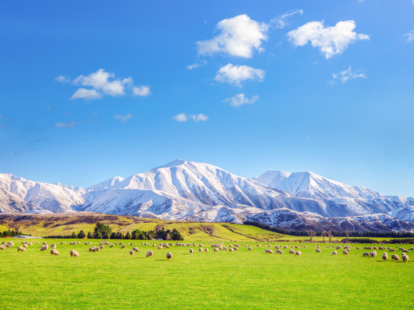 Canterbury Scene New Zealand by Travelling Light