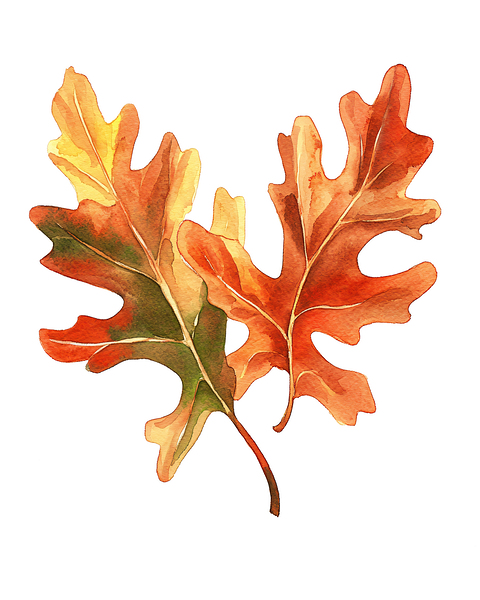 Autumn Oak Leaves on White Print