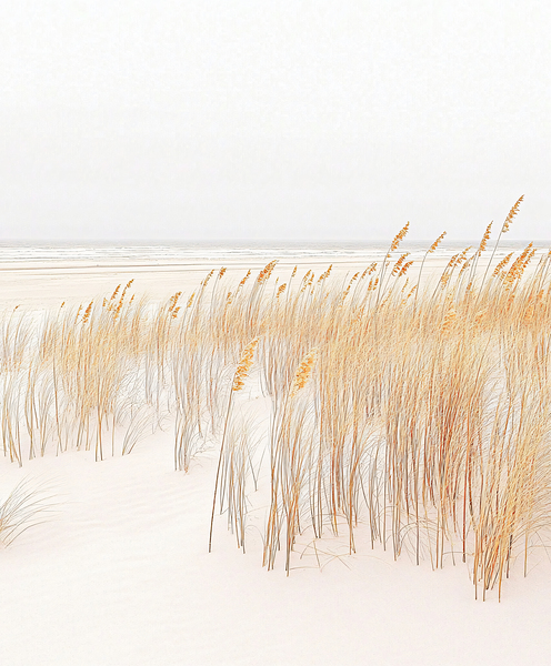 Beach Grass Print
