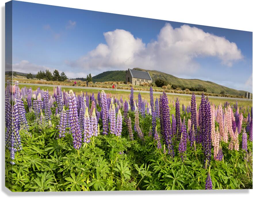 Lupins and Church of the Good Shepherd Tekapo New Zealand Canvas Print