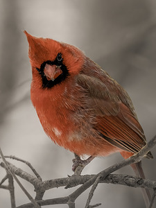 Winter Red