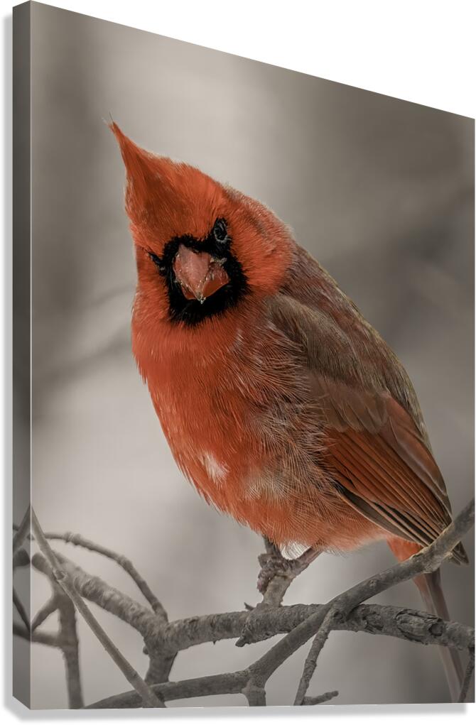 Winter Red Canvas Print