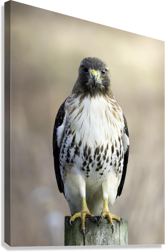Predators Stare Canvas Print