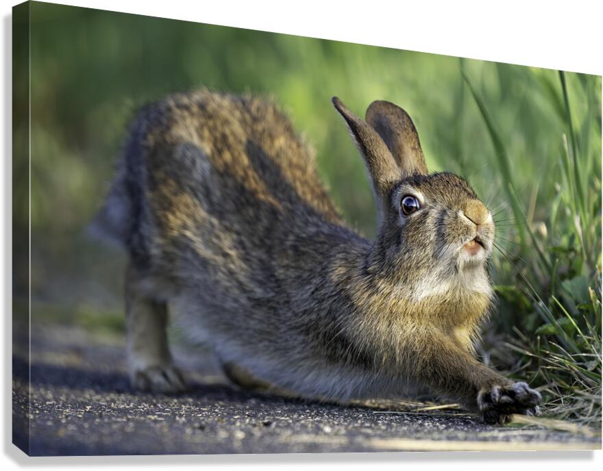 Down Rabbit Canvas Print