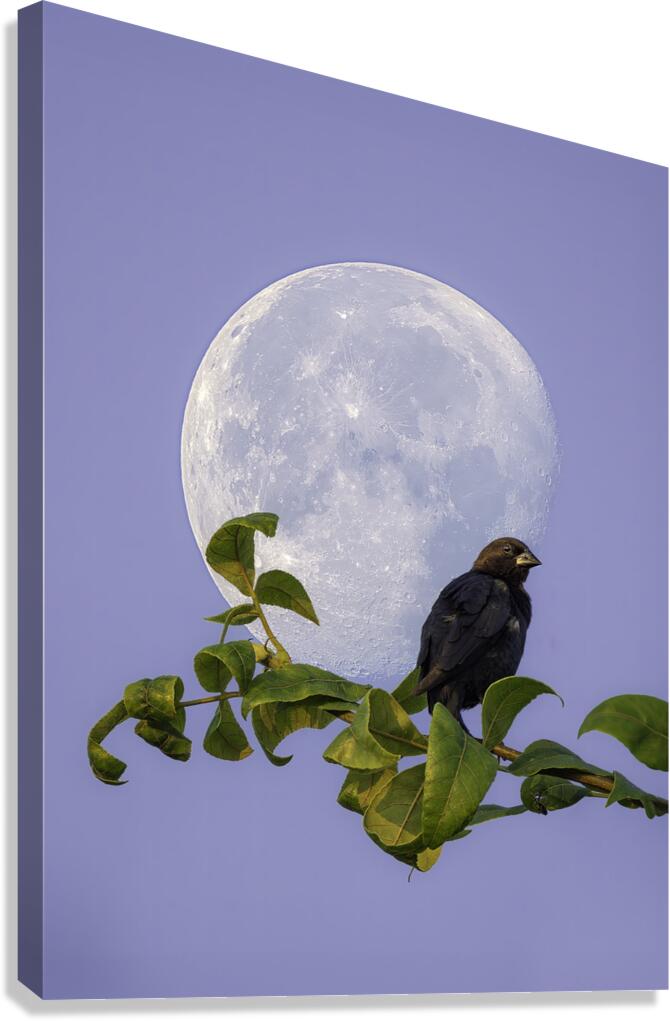 Lunar Perch Canvas Print