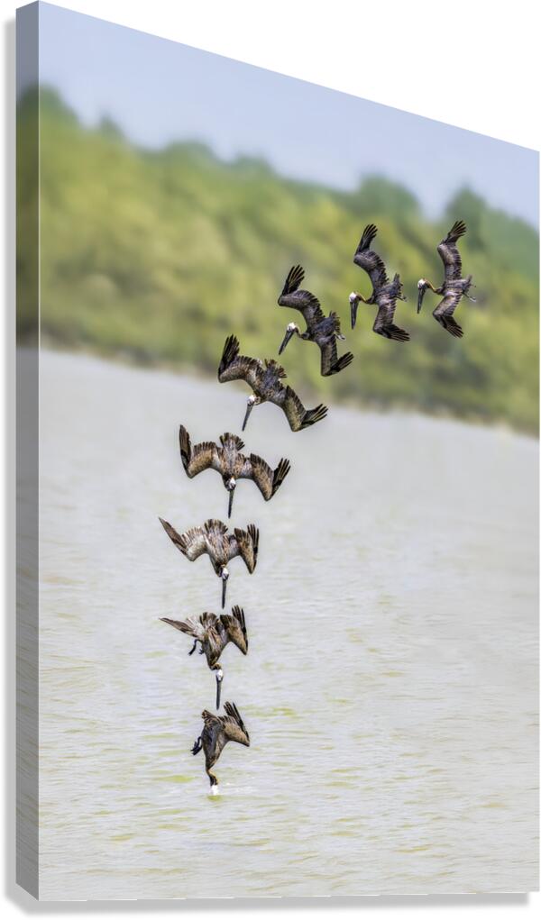 Pelican In Sequence Canvas Print