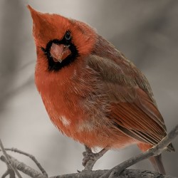 Winter Red