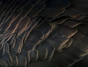Goose feathers