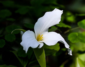 White trillium