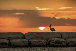 Pelican at sunset