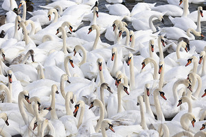 Swan crowd