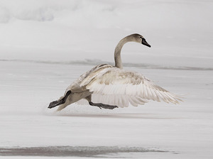 Running swan