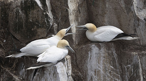 Three gannets