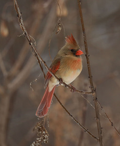 Female cardinal