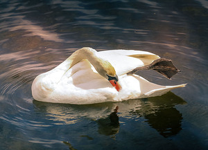 Mute swan foot