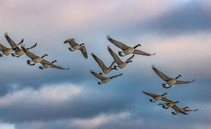 Canada geese and sky