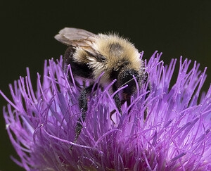 Bee on thistle