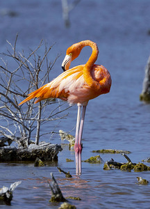 Flamingo in mangrove
